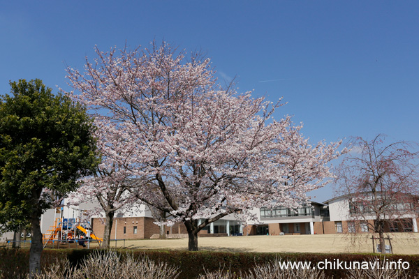 県西生涯学習センターのさくら [2023年3月22日撮影]