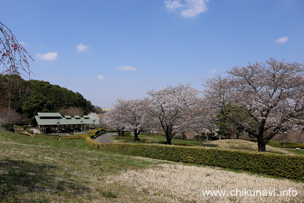 宮山ふるさとふれあい公園のさくら [2023年3月22日撮影]