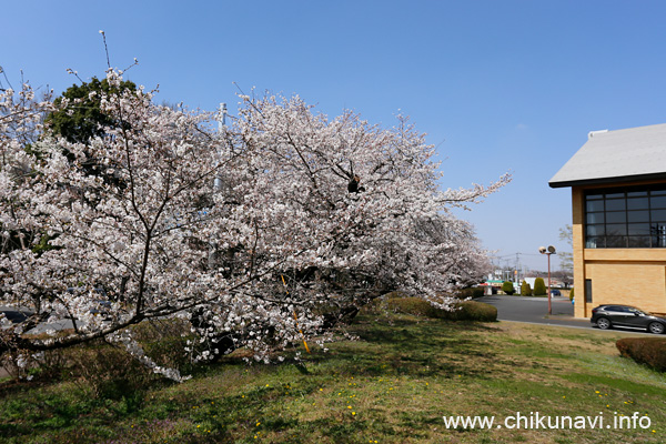 明野中央公園 (明野公民館) のさくら [2023年3月22日撮影]