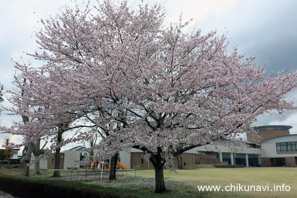 県西生涯学習センターのさくら [2023年3月24日撮影]