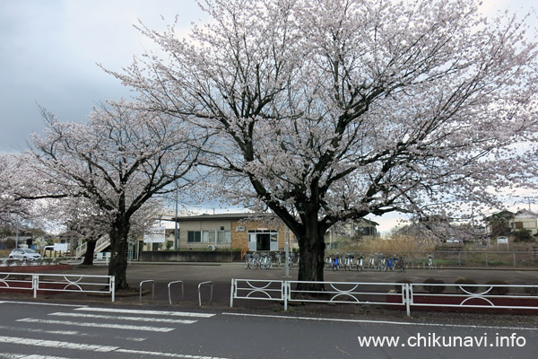 大田郷駅前のさくら                 [2023年3月24日撮影]