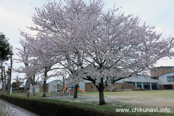 県西生涯学習センターのさくら [2023年3月27日撮影]