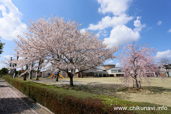 県西生涯学習センターの桜 [2023年3月29日撮影]