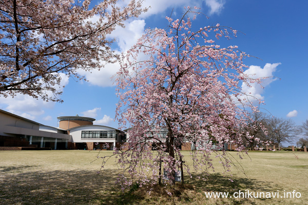 県西生涯学習センターのさくら [2023年3月29日撮影]