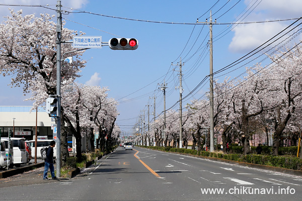 下館駅南街路樹のさくら [2023年3月29日撮影]