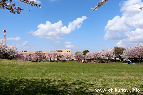 下岡崎近隣公園のさくら [2023年3月29日撮影]