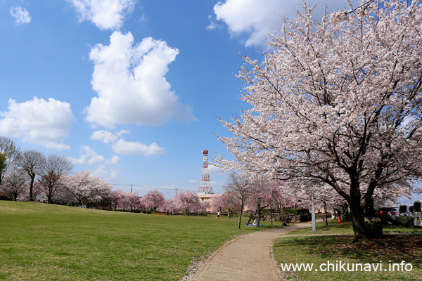下岡崎近隣公園の桜 [2023年3月29日撮影]