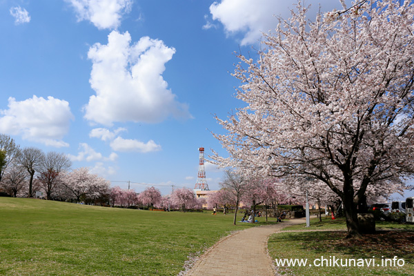 下岡崎近隣公園のさくら [2023年3月29日撮影]