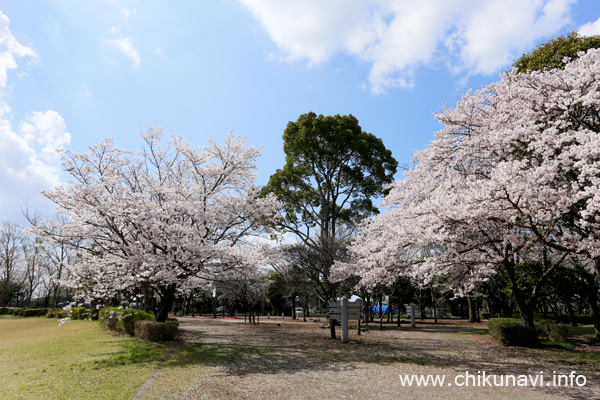 県西総合公園の桜   [2023年3月29日撮影]