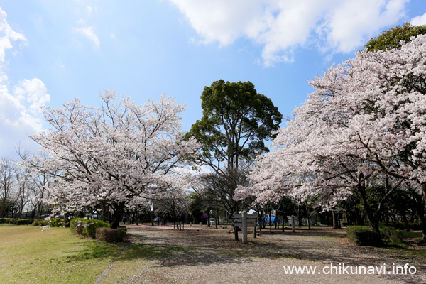 県西総合公園のさくら [2023年3月29日撮影]