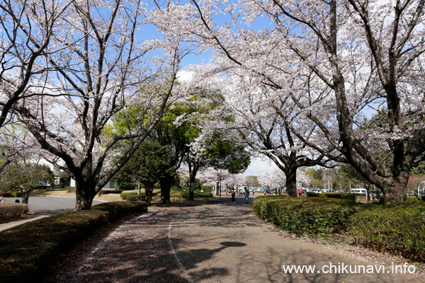 県西総合公園の桜   [2023年3月29日撮影]
