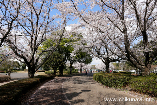 県西総合公園のさくら [2023年3月29日撮影]