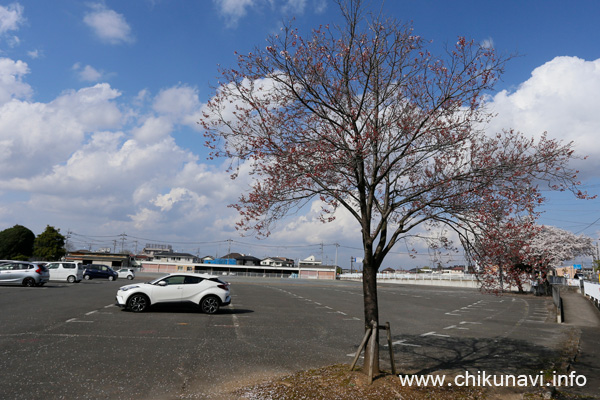 筑西市役所駐車場のさくら [2023年3月29日撮影]