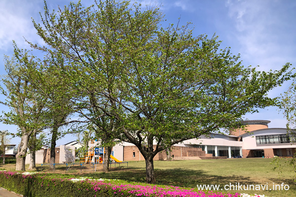 青々とした葉で一杯の県西生涯学習センターの桜の木 [2023年4月12日撮影]