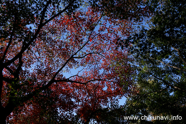 最勝寺の紅葉