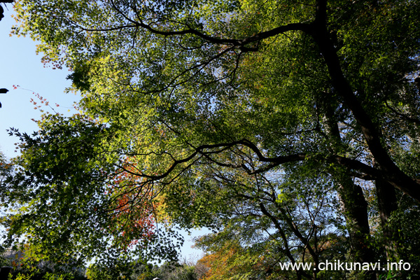 最勝寺の紅葉