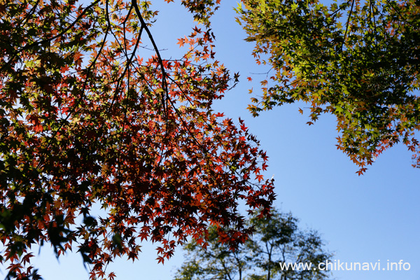 最勝寺の紅葉