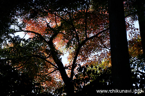 最勝寺の紅葉 [2023年11月19日撮影]