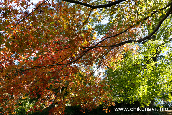 最勝寺の紅葉 [2023年11月19日撮影]