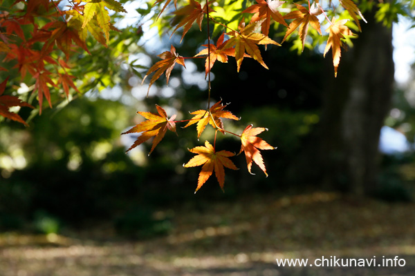 最勝寺の紅葉 [2023年11月19日撮影]