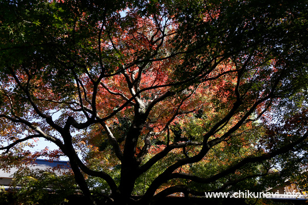 最勝寺の紅葉