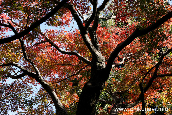 最勝寺の紅葉