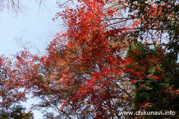 最勝寺の紅葉