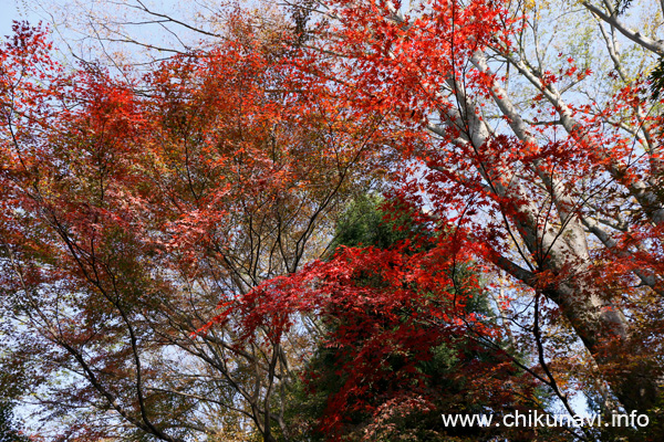 最勝寺の紅葉 [2023年11月24日撮影]