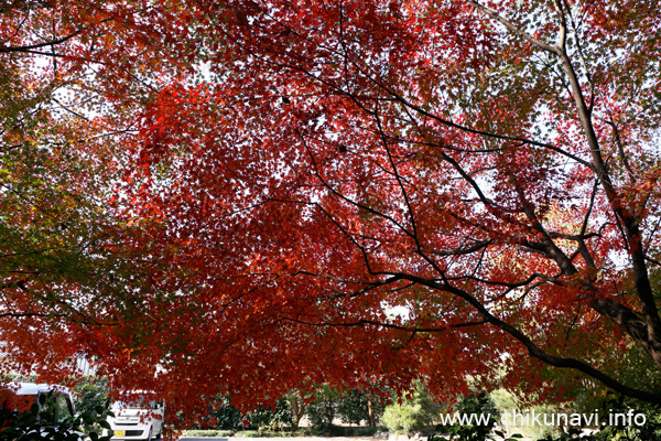 最勝寺の紅葉