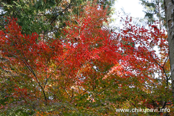 最勝寺の紅葉 [2023年11月24日撮影]