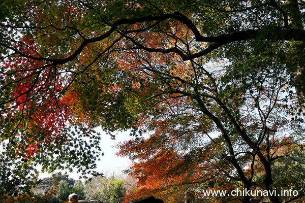 最勝寺の紅葉 [2023年11月24日撮影]