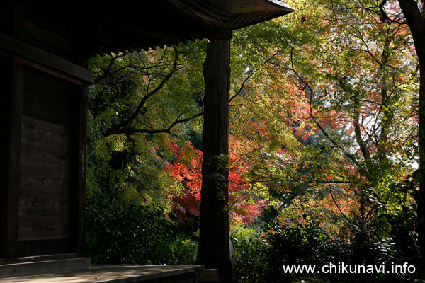 最勝寺の紅葉 [2023年11月24日撮影]