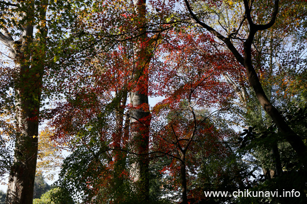 最勝寺の紅葉