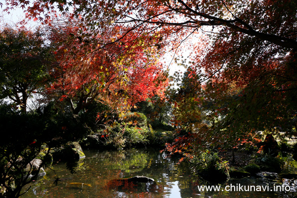 最勝寺の紅葉 [2023年11月24日撮影]