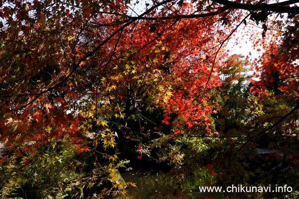 最勝寺の紅葉 [2023年11月24日撮影]