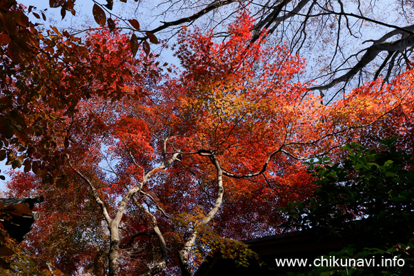 最勝寺の紅葉 [2023年11月24日撮影]