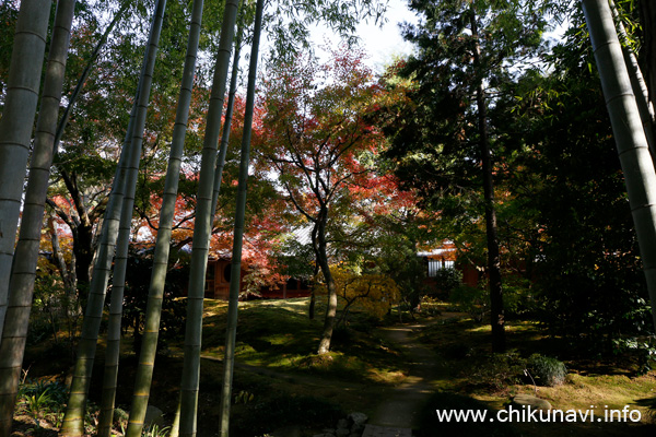 最勝寺の紅葉 [2023年11月24日撮影]