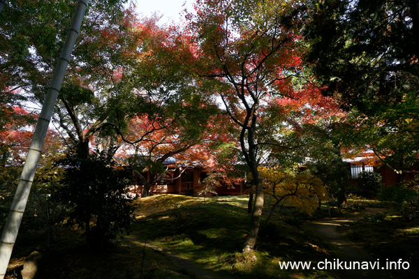 最勝寺の紅葉 [2023年11月24日撮影]