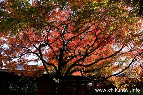 最勝寺の紅葉