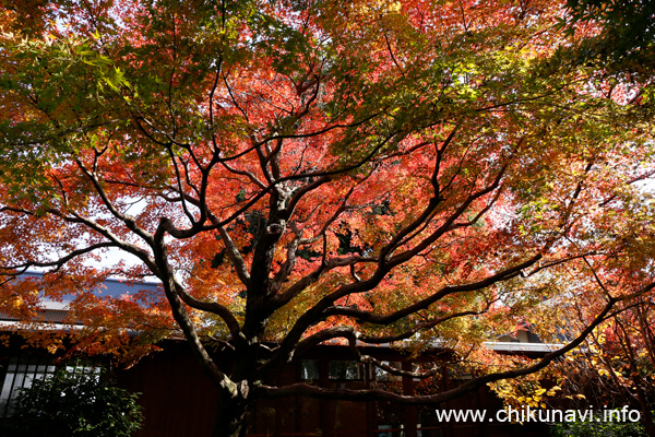 最勝寺の紅葉