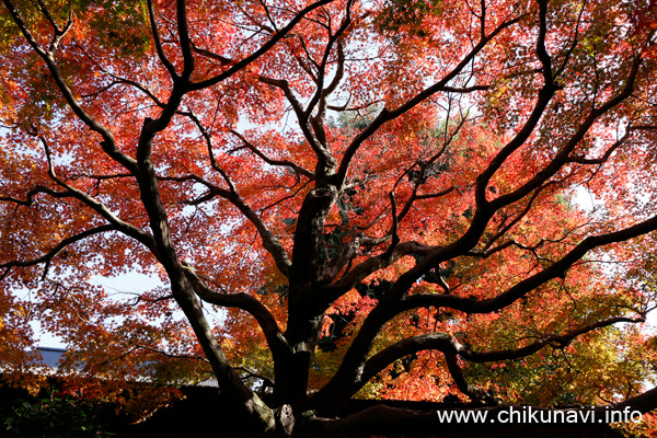 最勝寺の紅葉 [2023年11月24日撮影]