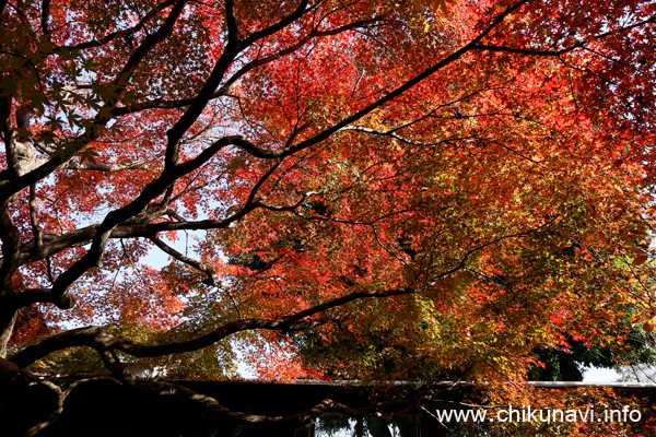 最勝寺の紅葉