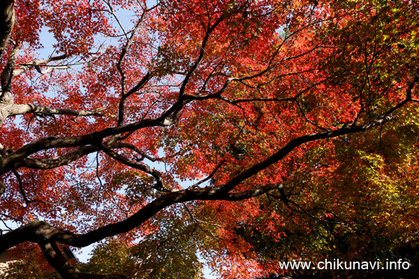 最勝寺の紅葉