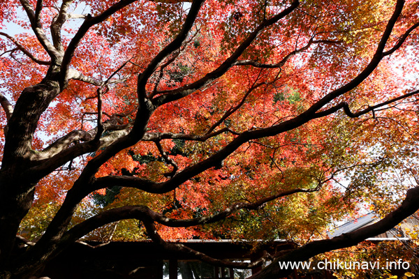 最勝寺の紅葉 [2023年11月24日撮影]