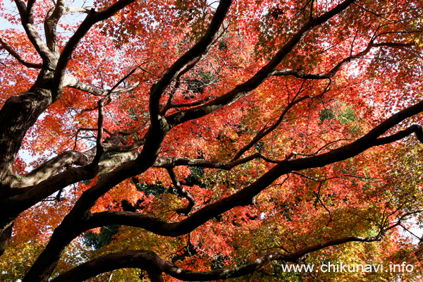 最勝寺の紅葉 [2023年11月24日撮影]