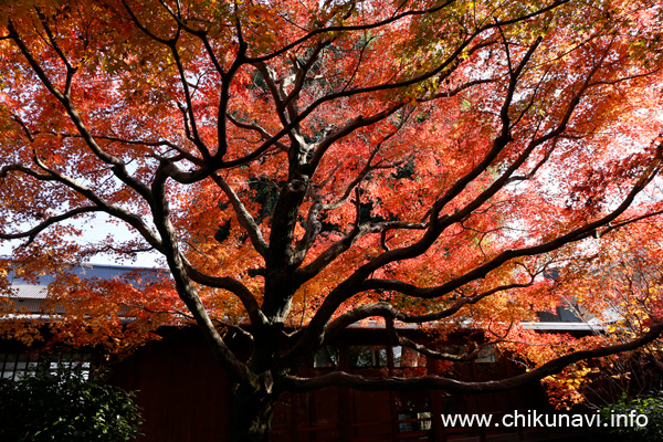 最勝寺の紅葉 [2023年11月28日撮影]