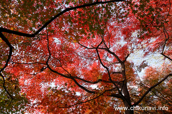 最勝寺の紅葉 [2023年11月28日撮影]