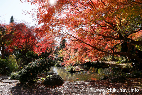 最勝寺の紅葉 [2023年11月30日撮影]