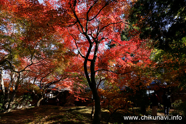 最勝寺の紅葉