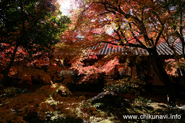 最勝寺の紅葉